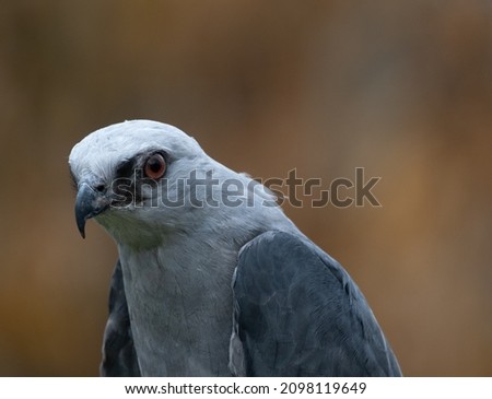 Close up of the head and chest of a Mississippi Kite facing left. Photographed with a shallow depth of field at the Houston Audubon Raptor Center in Houston, Texas.