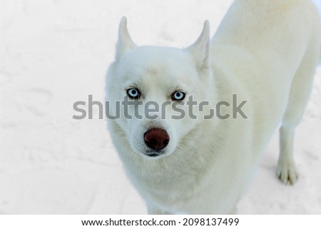 Siberian Husky dog portrait outdoor in winter.