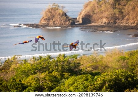 Scarlet macaws (Ara macao) large red, yellow, and blue Central and South American parrots over the tree canopy in Guanacaste, Costa Rica Royalty-Free Stock Photo #2098139746