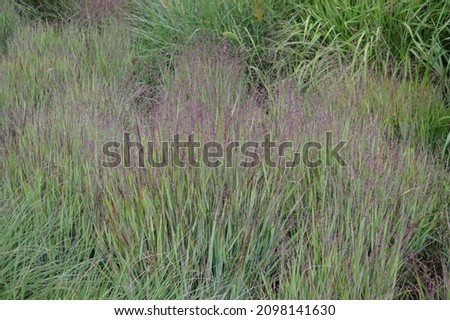 Close up of the grass Panicum virgatum Heavy Metal. Royalty-Free Stock Photo #2098141630