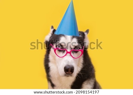 Cute husky dog celebrating in blue party hat and pink glasses on yellow background. Happy birthday concept
