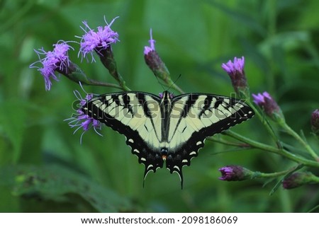 male eastern tiger swallowtail butterfly papilio glaucus on dwarf blazing star Liatris cylindracea Royalty-Free Stock Photo #2098186069