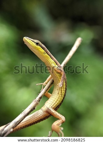 Asian grass lizard, six-striped long-tailed lizard, or long-tailed grass lizard (Takydromus sexlineatus) isolated on white