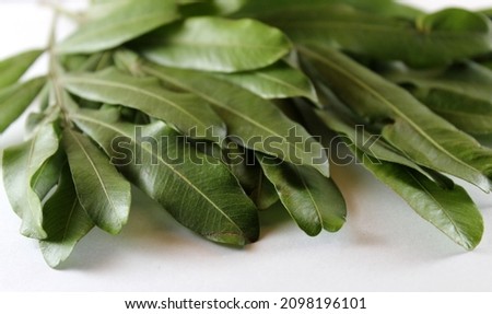 green leaves on white isolated background