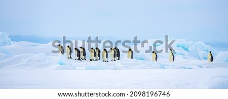 Living in Emperor penguin colony.