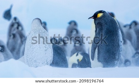 Living in Emperor penguin colony.