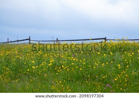 high mountain meadow with yellow flowers and wooden fence against dark sky.