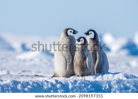 Living in Emperor penguin colony