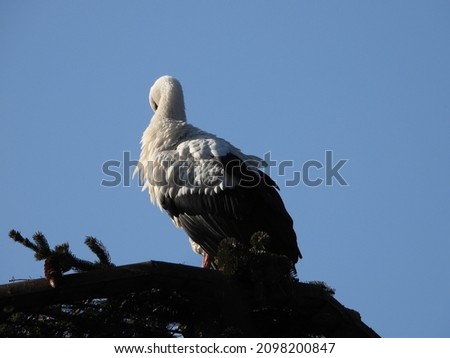 stork stand in its nest, blue sky background