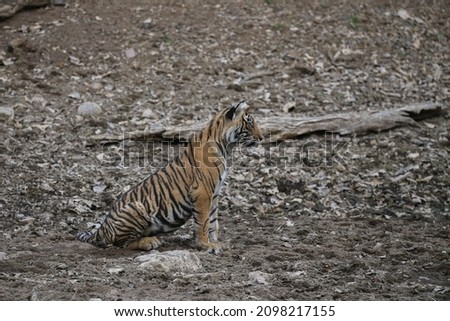 Tiger in the nature habitat. Tiger male walking head on composition. Wildlife scene with danger animal. Hot summer in Rajasthan, India. Dry trees with beautiful indian tiger, Panthera tigris