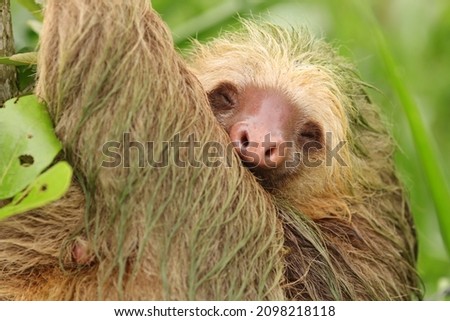 sloth face close in Costa Rica