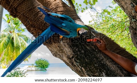 A blue and yellow macaw parrot is sitting on a tree. Large parrots in the wild.