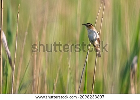 Aquatic warbler (Acrocephalus paludicola). Polesie National Park. Poland. Royalty-Free Stock Photo #2098233607