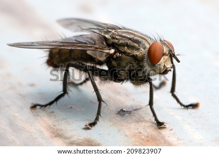 Blow fly, carrion fly, bluebottles, greenbottles, or cluster fly Royalty-Free Stock Photo #209823907