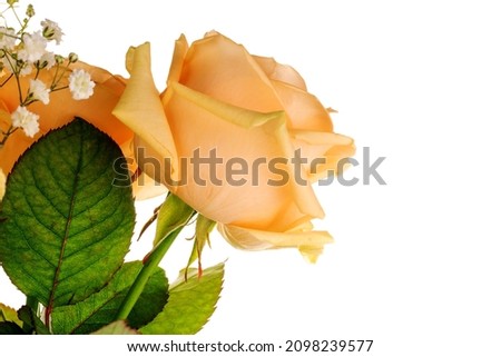 One cream rose, macro, isolated on white.