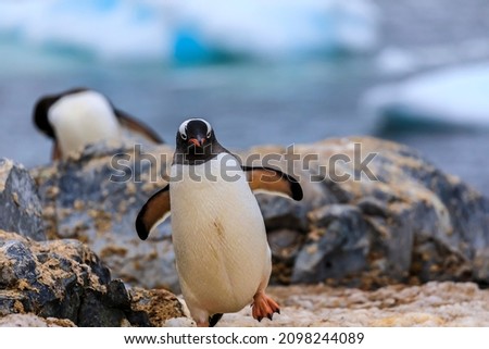 Head on close up portrait of active walking gentoo penguin in the scenic blue Antarctic landscape looking at camera with flippers stretched and foot raised (blurred background)