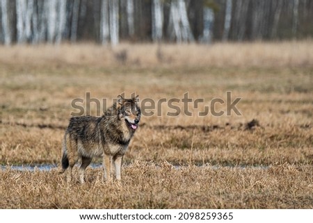 The gray wolf is the ultimate predator