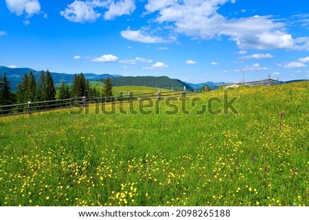 Mountain meadow with lush green grass and flowers under blue sky.