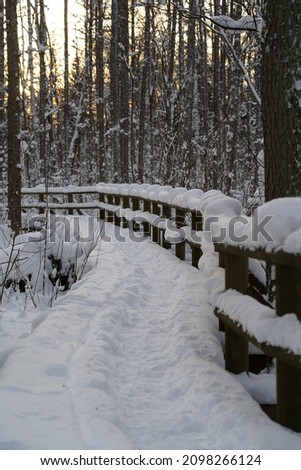 Snowy winter day in forest