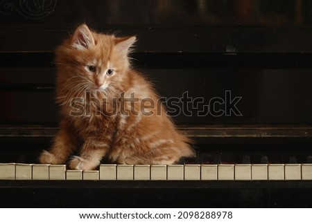 Kurilian Bobtail kitten, red cat funny cute on piano, close up