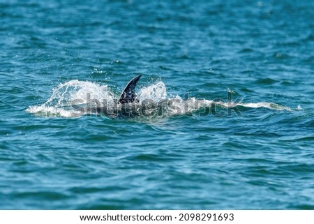 Dolphins close the the beach in Browns bay, Auckland, New Zealand 