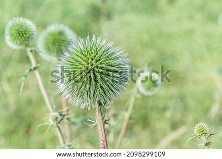 abstract floral background of echinops adenocaulos on the meadow close up