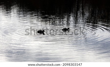 two small black ducks in a lake are producing concentric circular water ripples around. Interference of ripples. Strong reflection in water - almost monochrome Royalty-Free Stock Photo #2098303147