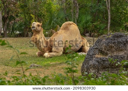 Arabian Camel sitting, Dromedary Camel-camelus dromedarius close up