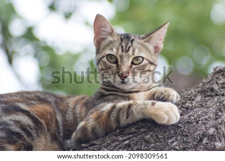 thoughtful cat on a tree