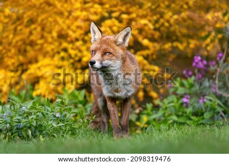 Close up of a red fox (Vulpes vulpes) against colorful background in summer, United Kingdom.