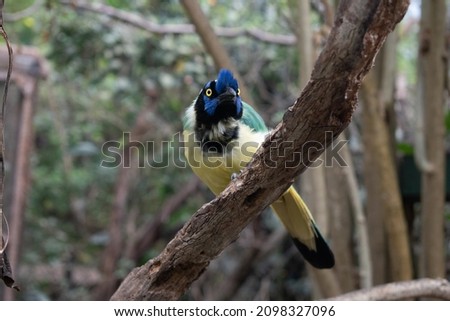Cyanocorax yncas, carriqui standing on a tree and staring at it 