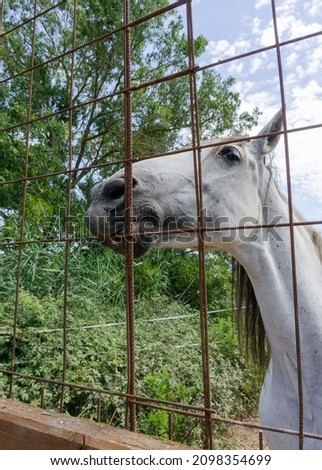 Portrait of a horse that is next to a fence of the farm.