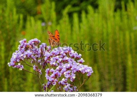 Monarch Butterfly, Danaus Plexippus, perched on beautiful purple flowers, Limonium Sinuatum, with a garden background.
 Royalty-Free Stock Photo #2098368379