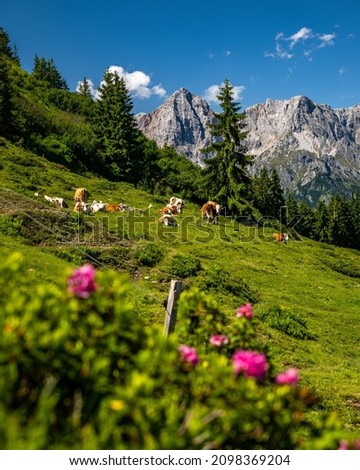 Idyllic mountain landscape with alpine roses, cows and mountain peaks, Maria Alm, Salzburg, Austria Royalty-Free Stock Photo #2098369204