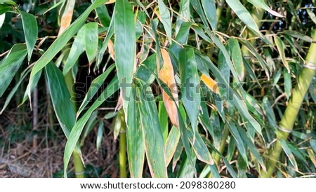 green bamboo leaves. bamboo tree growing in the garden