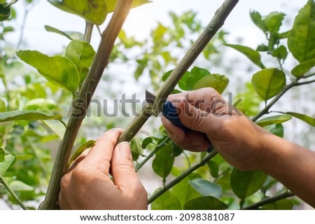 Close-up grafting site of fruit tree, plant grafting and plant care in the garden