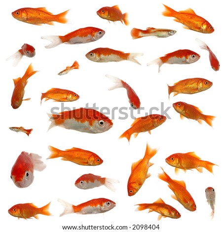 Many goldfish in different sizes and patterns. Original size is 4000 x 4000 pixels.