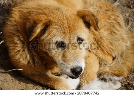 Close up image of a dog very cute dog image