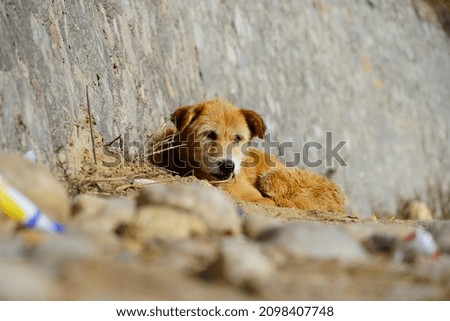A cute dog sitting on road image