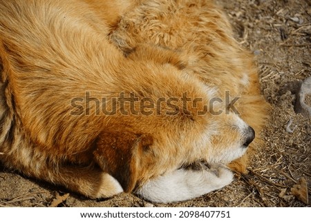 sleeping dog Close up image of a dog very cute dog image