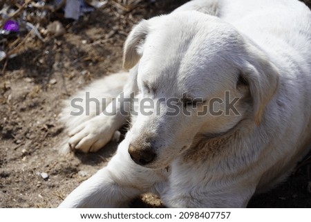 A cute dog is sleeping dog face