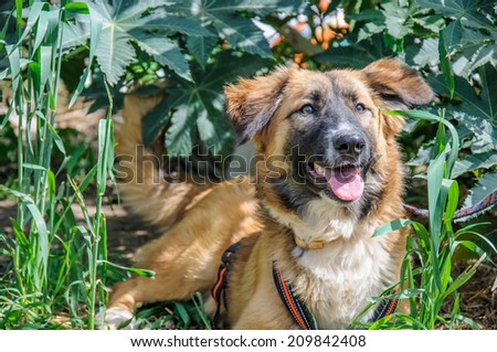 dog resting on grass. Outdoor portrait