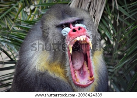 Mandrill Yawning, Face Close Up