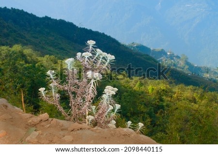 Play of light and shadow on Himalayan mountains, beautiful view of Silerygaon Village at Sikkim, India. Wild flowers in foreground. Royalty-Free Stock Photo #2098440115