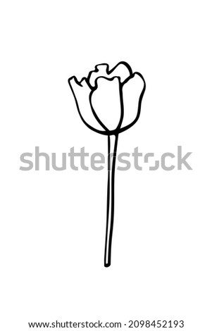 Contoured tulip flower on stem without leaves. Hand drawn Simple black outline clip art, design element in style of doodle sketch. Symbol of spring, love, flowering
