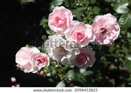Light pink color Floribunda Rose Bonica flowers in a garden in June 2021. Idea for postcards, greetings, invitations, posters, wedding and Birthday decoration, background 