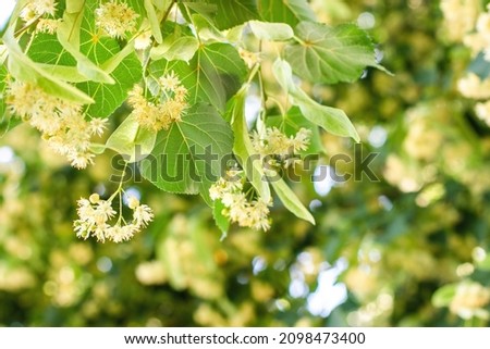 Linden tree flowers clusters tilia cordata, europea, small-leaved lime, littleleaf linden bloom. Pharmacy, apothecary, natural medicine, healing herbal tea, aromatherapy. Spring background. Royalty-Free Stock Photo #2098473400