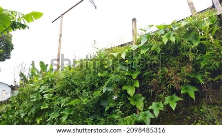 vines around the country house