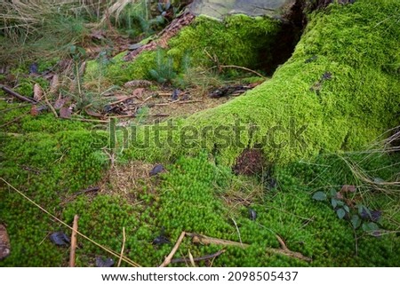 Moss covered in forest around a tree root. The lower part in the photo is Star moss. It can survive months without water. Sometimes it’s used for the decoration of the aquariums.
