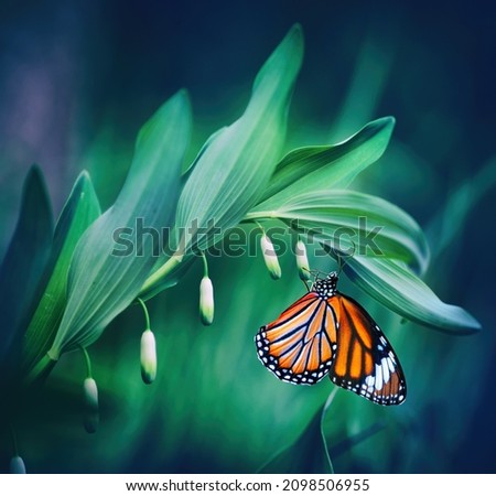 Beautiful natural macro image of orange butterfly Monarch, sitting on an unblown buds lily of valley flower in nature in dark green tones. Royalty-Free Stock Photo #2098506955